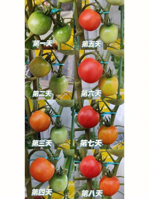番茄常见的生理障害如何防治「番茄种植弱光怎么办呢」 番茄常见的生理障害如何防治「番茄种植弱光怎么办呢」 番茄病虫害防治