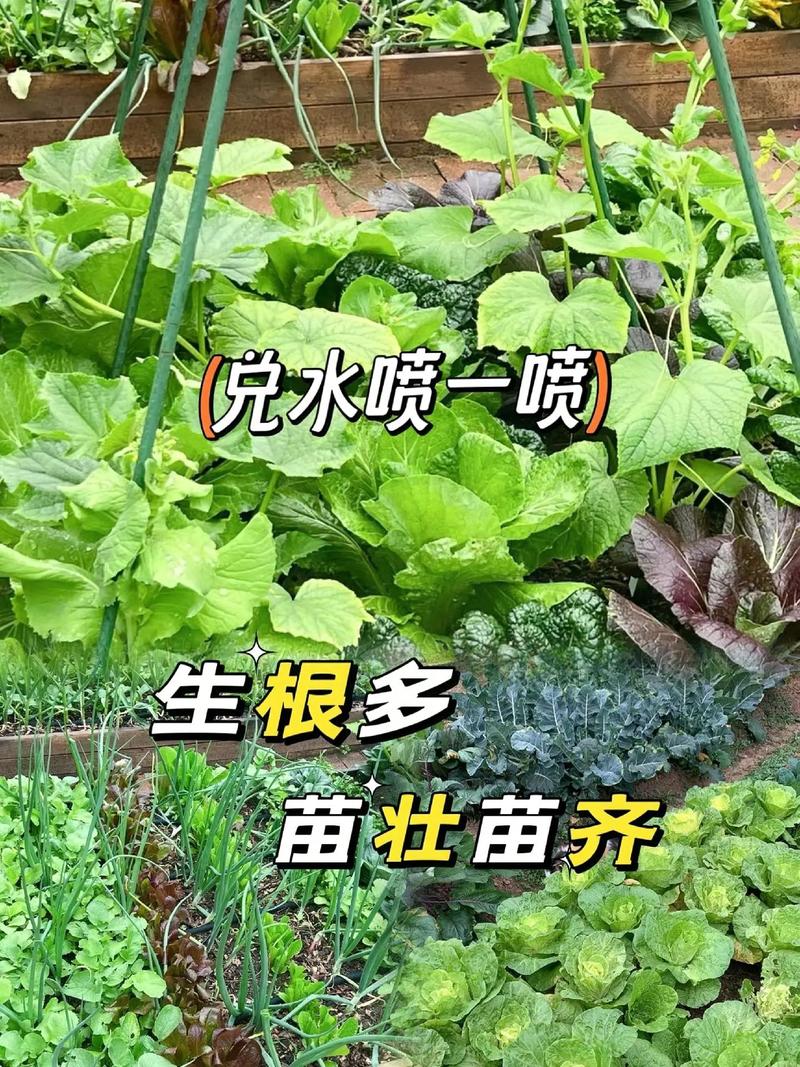 如何种好露天蔬菜「种植小技巧蔬菜种植方法」 如何种好露天蔬菜「种植小技巧蔬菜种植方法」 农业常识