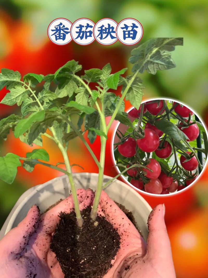 西红柿苗刚栽上要注意什么「新到的番茄苗怎么种植视频」 西红柿苗刚栽上要注意什么「新到的番茄苗怎么种植视频」 番茄种植技巧