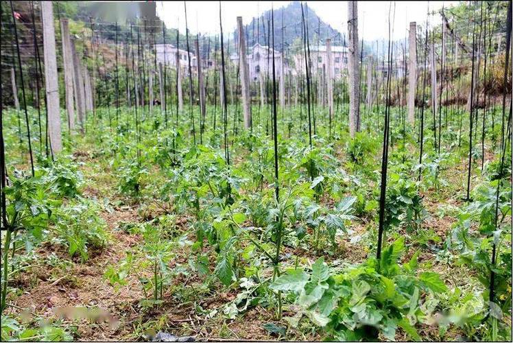 番茄栽种全过程「教学生种番茄怎么种植视频」 番茄栽种全过程「教学生种番茄怎么种植视频」 土壤施肥