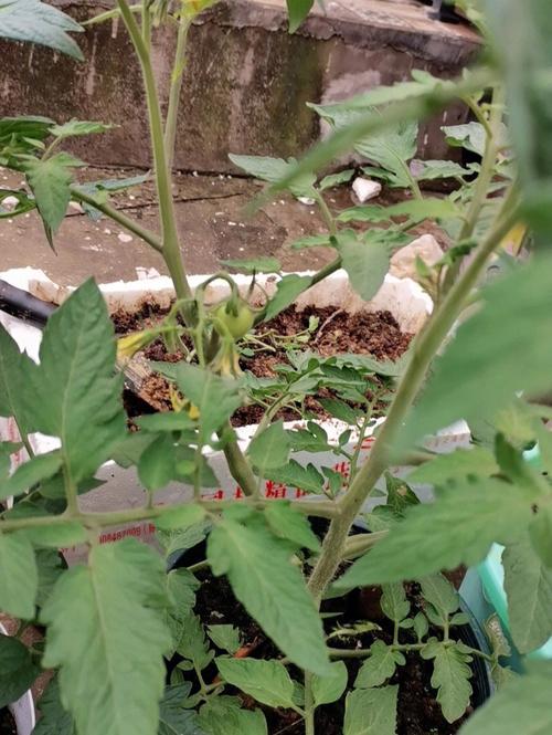 西红柿和青椒能一起种植吗「种辣椒和番茄怎么种植视频」 土壤施肥 西红柿和青椒能一起种植吗「种辣椒和番茄怎么种植视频」 西红柿和青椒能一起种植吗「种辣椒和番茄怎么种植视频」 土壤施肥