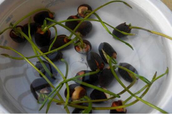 水耕蔬菜种植方法「科普蔬菜种植技巧和方法视频」 水耕蔬菜种植方法「科普蔬菜种植技巧和方法视频」 番茄种植技巧
