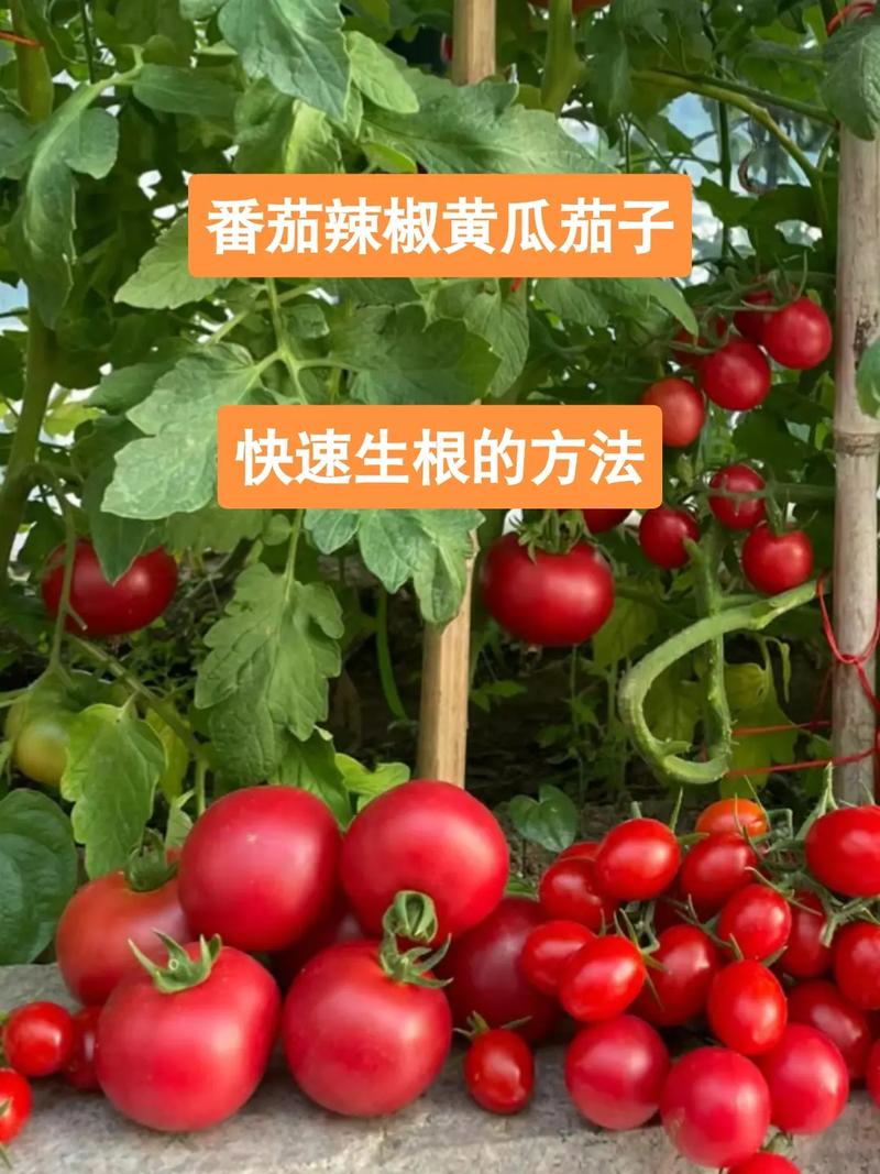 辣椒，茄子，番茄三者可以套种吗？种植时要注意什么问题「番茄和茄子怎么种植的视频」 辣椒，茄子，番茄三者可以套种吗？种植时要注意什么问题「番茄和茄子怎么种植的视频」 番茄病虫害防治