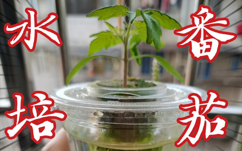 水培小番茄营养液配制「番茄水培种菜怎么种植视频」 水培小番茄营养液配制「番茄水培种菜怎么种植视频」 农业常识