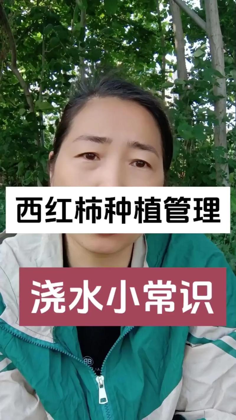 西红柿浇水的正确方法「花盆种植番茄苗怎么浇水视频」 西红柿浇水的正确方法「花盆种植番茄苗怎么浇水视频」 花朵知识