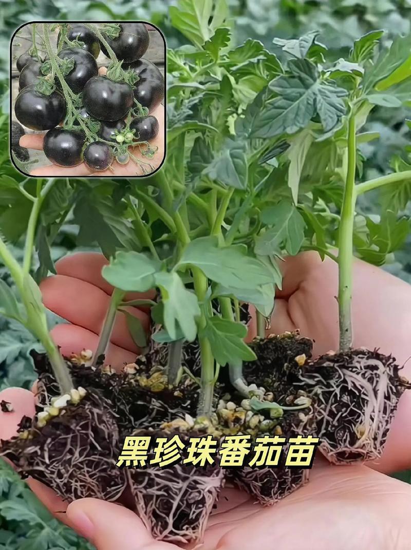 黑珍珠番茄如何在家盆栽种植「纯正黑番茄种子怎么种植的」 黑珍珠番茄如何在家盆栽种植「纯正黑番茄种子怎么种植的」 农业常识