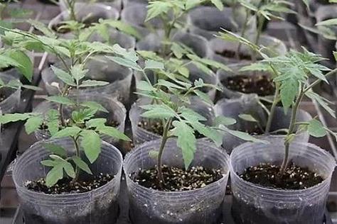 樱桃番茄种植方法全过程「樱桃番茄怎么种植方法」 花朵知识 樱桃番茄种植方法全过程「樱桃番茄怎么种植方法」 樱桃番茄种植方法全过程「樱桃番茄怎么种植方法」 花朵知识