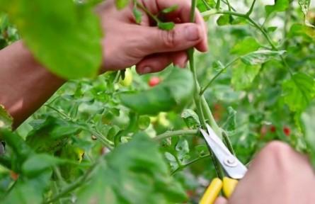 矮生番茄怎么整枝打杈「小矮番茄怎么种植视频」 矮生番茄怎么整枝打杈「小矮番茄怎么种植视频」 农业常识