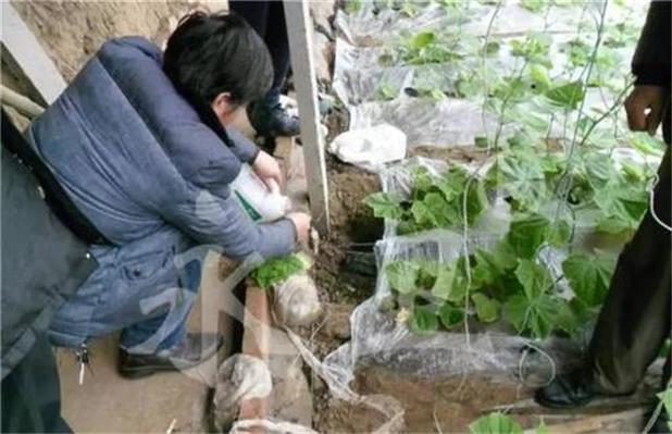 蔬菜如何采取灌根防病？有哪些注意事项「蔬菜种植防病小技巧图片大全」 蔬菜如何采取灌根防病？有哪些注意事项「蔬菜种植防病小技巧图片大全」 植物种类