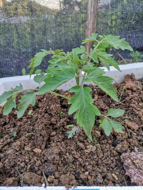 种小番茄选择深盆还是浅盆好「小番茄应该怎么选种植方法」 种小番茄选择深盆还是浅盆好「小番茄应该怎么选种植方法」 番茄病虫害防治