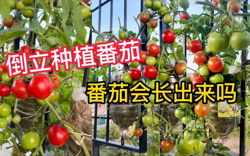 空油桶种西红柿正确方法「番茄的种植油桶怎么种植」 空油桶种西红柿正确方法「番茄的种植油桶怎么种植」 种植技巧