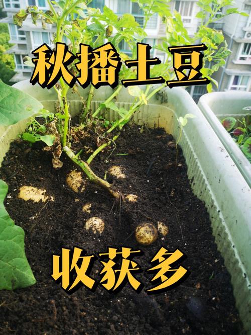 种土豆用多大的盆「土豆番茄盆栽怎么种植视频」 种土豆用多大的盆「土豆番茄盆栽怎么种植视频」 植物种类