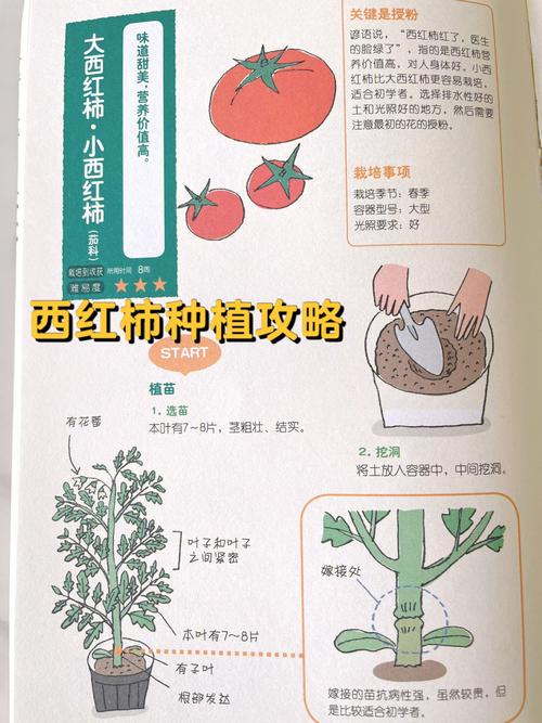 工业番茄跟普通番茄有什么区别「工业番茄怎么管理种植的」 种植技巧 工业番茄跟普通番茄有什么区别「工业番茄怎么管理种植的」 工业番茄跟普通番茄有什么区别「工业番茄怎么管理种植的」 种植技巧