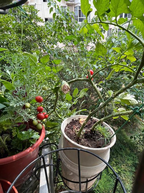 请问樱桃番茄的种植方法「纯樱桃番茄怎么种植方法视频」 请问樱桃番茄的种植方法「纯樱桃番茄怎么种植方法视频」 种植技巧