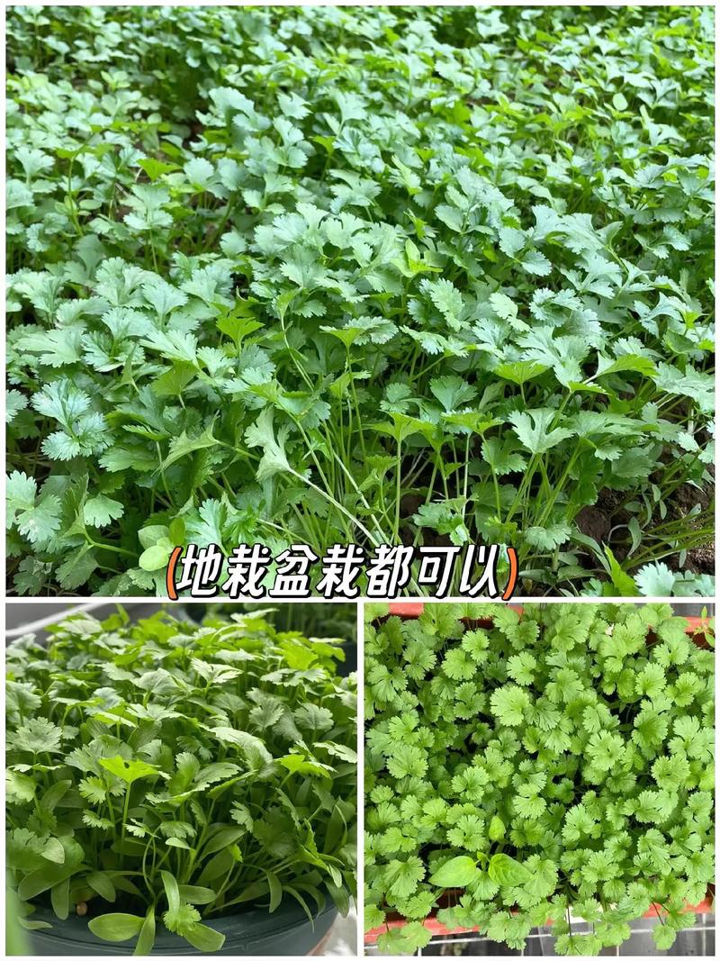 种植蔬菜过程和种子特点「种植各种蔬菜种子的技巧和方法」 种植蔬菜过程和种子特点「种植各种蔬菜种子的技巧和方法」 土壤施肥