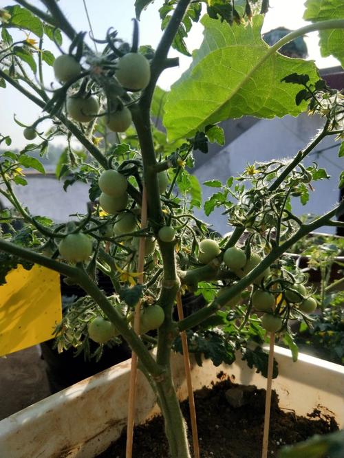 番茄怎么种结果多又大「番茄怎么种植不断根」 番茄怎么种结果多又大「番茄怎么种植不断根」 植物种类