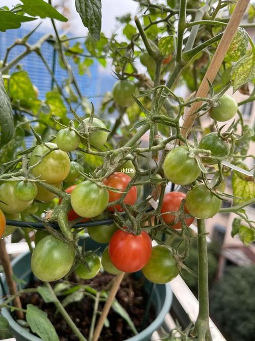 小番茄挂果到成熟要多久「小番茄怎么种植挂果多」 农业常识 小番茄挂果到成熟要多久「小番茄怎么种植挂果多」 小番茄挂果到成熟要多久「小番茄怎么种植挂果多」 农业常识