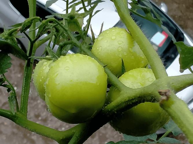 怎样能把西红柿上的农药去掉「种植番茄怎么打农药的」 怎样能把西红柿上的农药去掉「种植番茄怎么打农药的」 土壤施肥