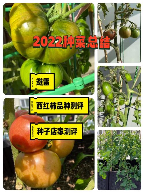 楼顶种菜最佳方案「楼顶番茄怎么种植方法图解」 楼顶种菜最佳方案「楼顶番茄怎么种植方法图解」 番茄种植技巧