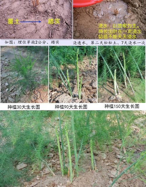 芦苇笋种植方法「绿芦笋种植番茄怎么种植的」 芦苇笋种植方法「绿芦笋种植番茄怎么种植的」 种植技巧