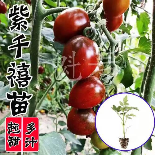 番茄苗期为什么出现紫红苗？如何防治「紫番茄怎么种植方法视频」 番茄苗期为什么出现紫红苗？如何防治「紫番茄怎么种植方法视频」 农业常识