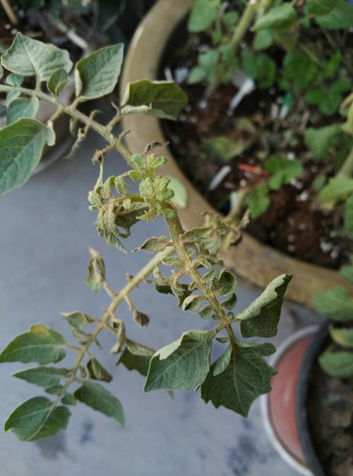 西红柿卧倒以后叶片花叶正常吗「种植番茄卧倒怎么办视频」 西红柿卧倒以后叶片花叶正常吗「种植番茄卧倒怎么办视频」 番茄种植技巧