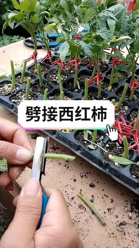 番茄嫁接插接法「番茄种植怎么嫁接视频教程」 番茄嫁接插接法「番茄种植怎么嫁接视频教程」 植物种类