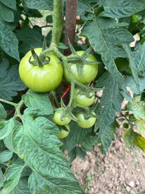 大树番茄在湖南可以种植吗「湖南种小番茄怎么种植的」 大树番茄在湖南可以种植吗「湖南种小番茄怎么种植的」 花朵知识