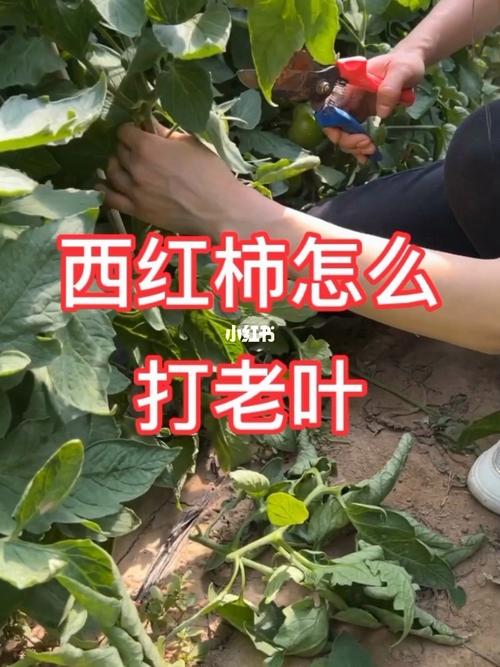 我想开直播卖西红柿可以吗？如果可以物流怎么怎么运行「黑水番茄怎么种植视频教程」 我想开直播卖西红柿可以吗？如果可以物流怎么怎么运行「黑水番茄怎么种植视频教程」 农业常识