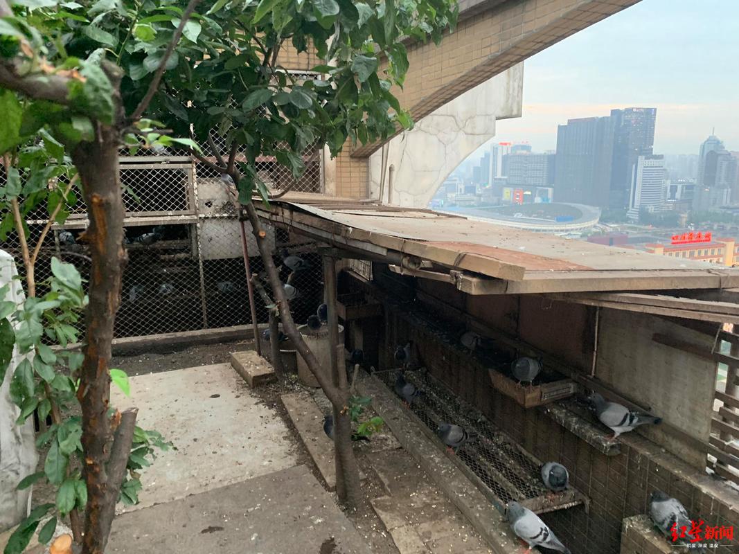 成都：养鸡养鸭种青椒种番茄，楼顶“开心农场”让楼下好心伤, 你怎么看「牧场种植番茄怎么种植」 成都：养鸡养鸭种青椒种番茄，楼顶“开心农场”让楼下好心伤, 你怎么看「牧场种植番茄怎么种植」 土壤施肥