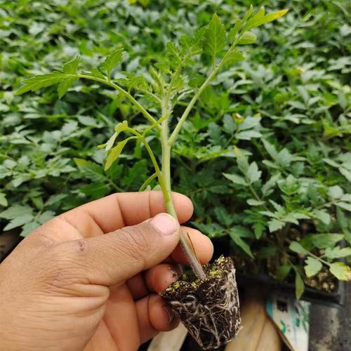 西红柿种子种植技术「番茄种植种子种苗怎么种植」 西红柿种子种植技术「番茄种植种子种苗怎么种植」 番茄种植技巧