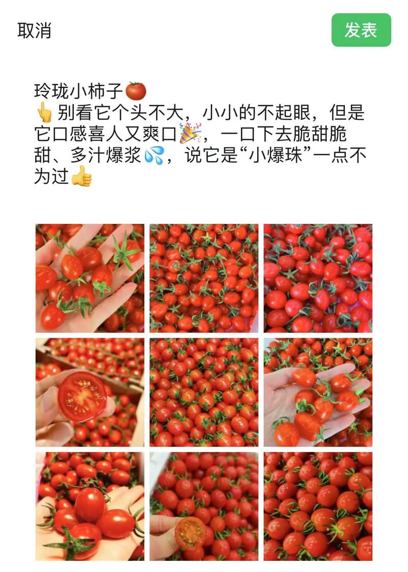 水果西红柿文案「番茄种植说说文案怎么写好」 水果西红柿文案「番茄种植说说文案怎么写好」 土壤施肥