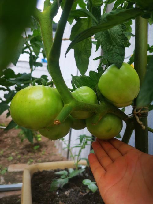 大西红柿怎么种植「个头大的番茄怎么种植视频」 大西红柿怎么种植「个头大的番茄怎么种植视频」 植物种类