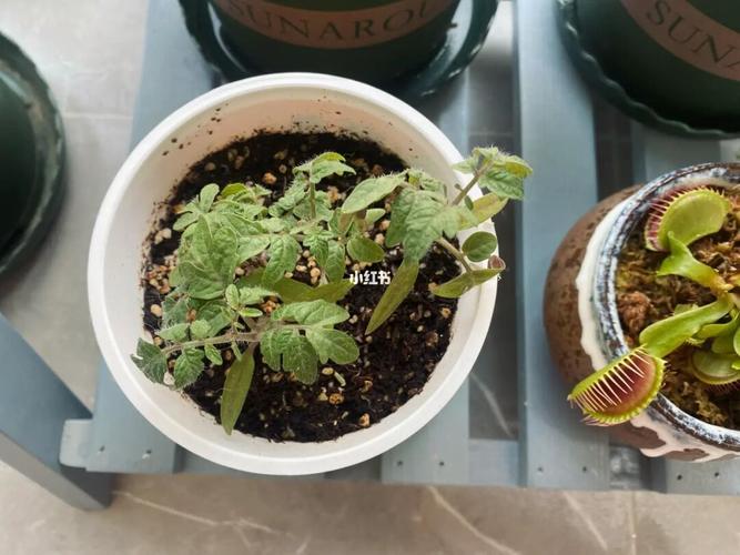 适合在家养的蔬果「番茄怎么种植家养的好」 适合在家养的蔬果「番茄怎么种植家养的好」 土壤施肥
