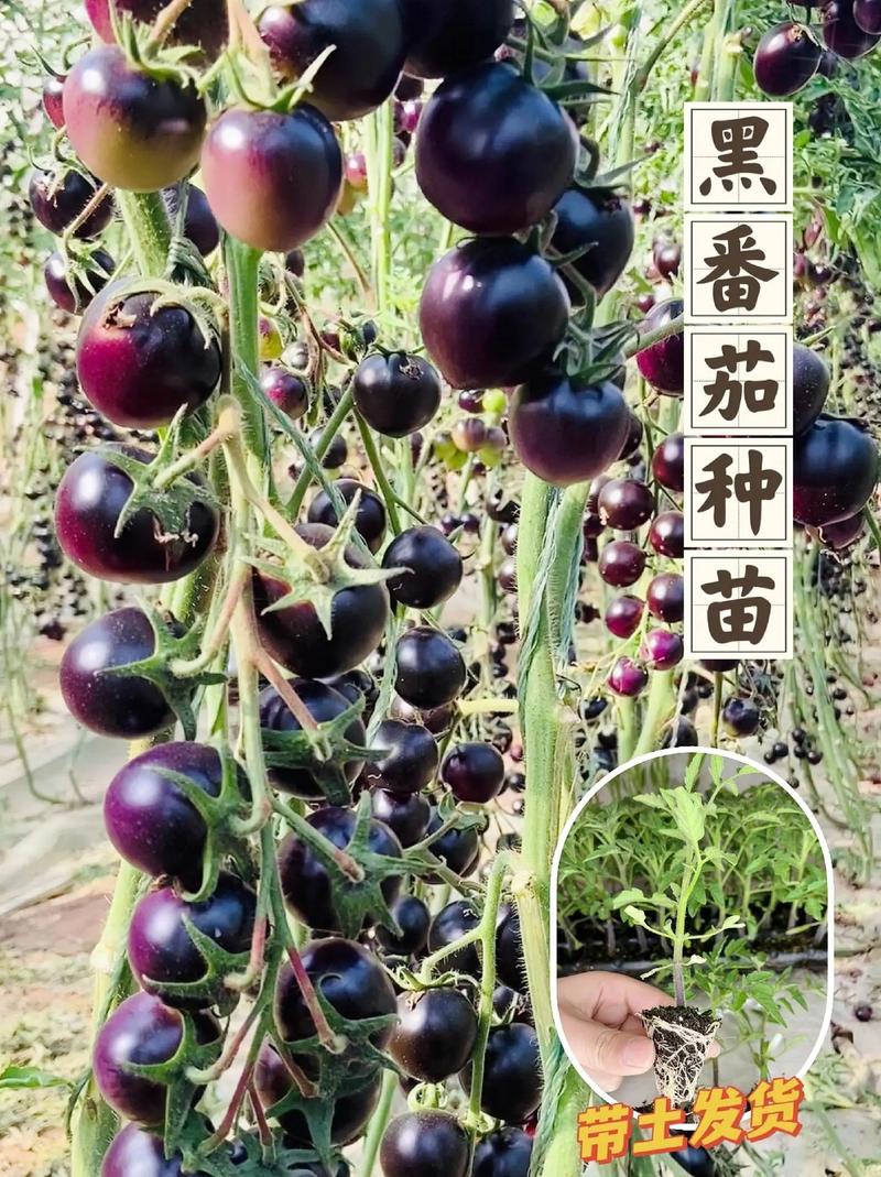 黑番茄的种植方法「黑番茄怎么种植技术」 黑番茄的种植方法「黑番茄怎么种植技术」 植物种类