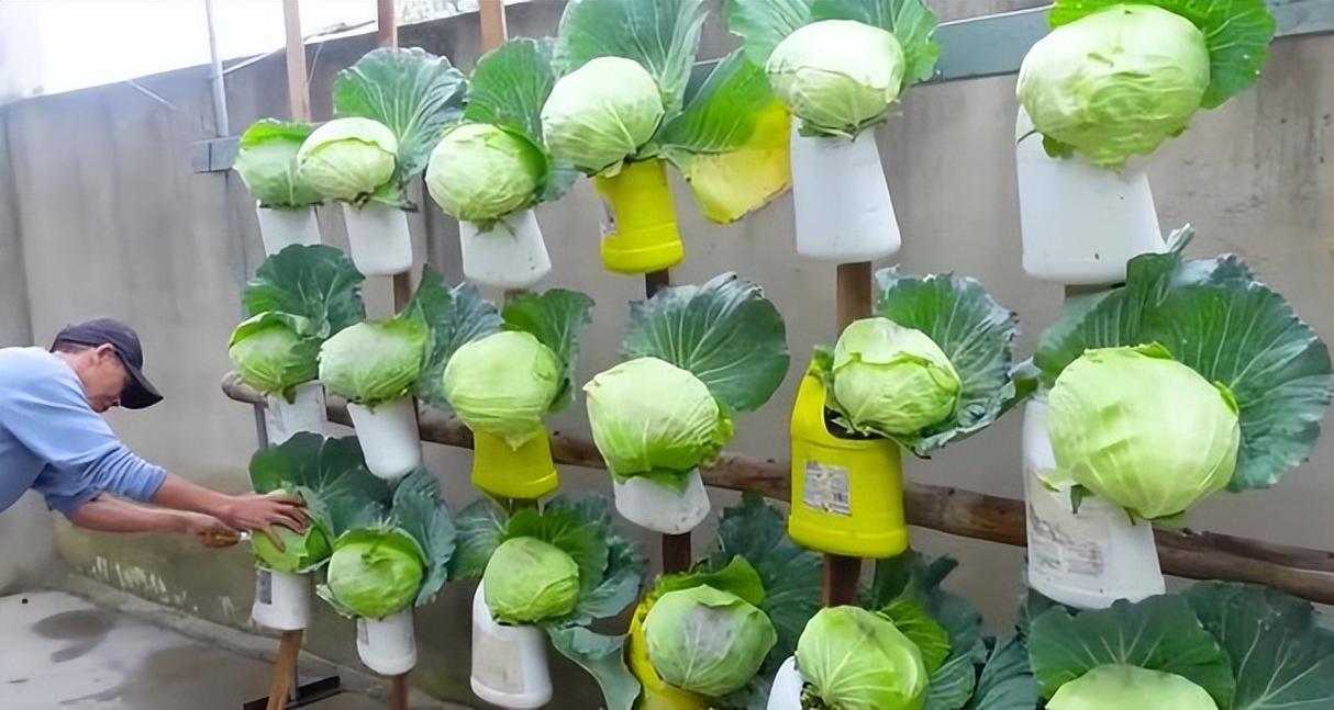 立筒白菜种植技术「种植番茄的桶怎么用的」 立筒白菜种植技术「种植番茄的桶怎么用的」 番茄病虫害防治