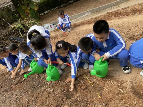 种植小白菜，出苗后该如何管理「种绿博士番茄怎么种植的」 种植小白菜，出苗后该如何管理「种绿博士番茄怎么种植的」 土壤施肥