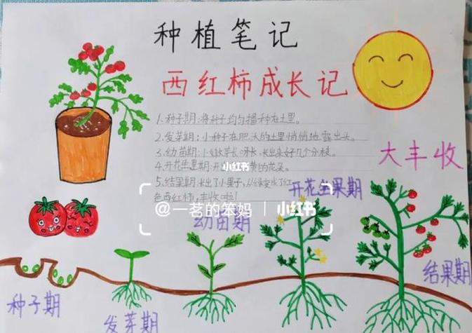 圣女果的种植和管理方法「小番茄种植怎么介绍自己」 圣女果的种植和管理方法「小番茄种植怎么介绍自己」 番茄病虫害防治