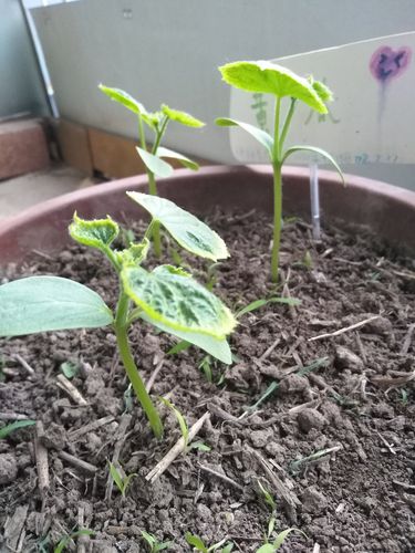 黄瓜西红柿苗用天天浇水吗「番茄黄瓜苗怎么种植视频」 黄瓜西红柿苗用天天浇水吗「番茄黄瓜苗怎么种植视频」 番茄种植技巧