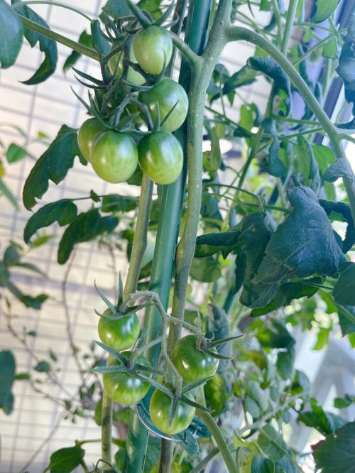 种番茄文案「辣椒番茄种植文案怎么写好」 种番茄文案「辣椒番茄种植文案怎么写好」 花朵知识