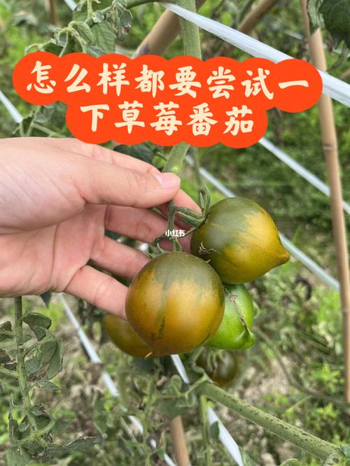 露天西红柿种植技术「露天种番茄怎么种植视频」 露天西红柿种植技术「露天种番茄怎么种植视频」 农业常识