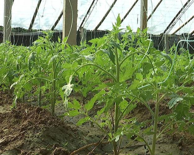 番茄栽种全过程「番茄苗到家怎么种植视频」 番茄栽种全过程「番茄苗到家怎么种植视频」 花朵知识