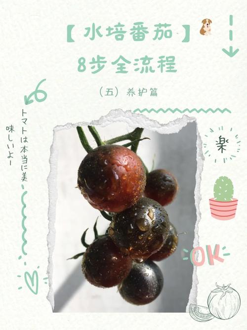 水培圣女果种子发芽的方法「小番茄怎么种植水培视频」 水培圣女果种子发芽的方法「小番茄怎么种植水培视频」 番茄病虫害防治