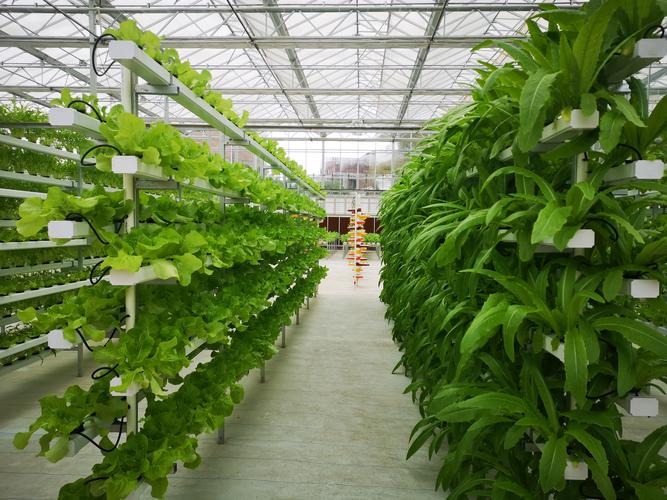 大棚蔬菜种植技术「大棚蔬菜种植初学技巧视频」 大棚蔬菜种植技术「大棚蔬菜种植初学技巧视频」 农业常识
