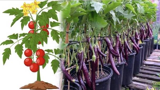 茄子和西红柿种植要隔多少距离「茄子番茄怎么种植的视频」 茄子和西红柿种植要隔多少距离「茄子番茄怎么种植的视频」 农业常识