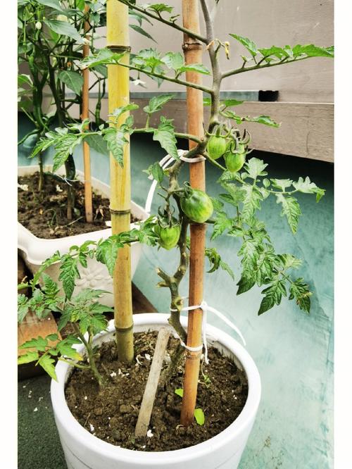 茄子辣椒西红柿和黄瓜如何栽合理「室内种茄子番茄怎么种植视频」 茄子辣椒西红柿和黄瓜如何栽合理「室内种茄子番茄怎么种植视频」 种植技巧
