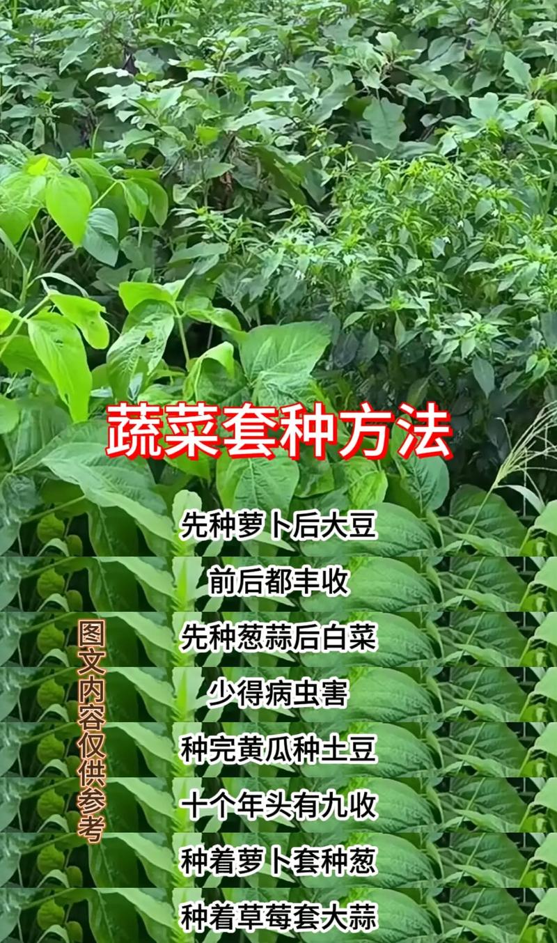 蔬菜种植搭配技巧「蔬菜种植技巧集合图片大全」 番茄种植技巧 蔬菜种植搭配技巧「蔬菜种植技巧集合图片大全」 蔬菜种植搭配技巧「蔬菜种植技巧集合图片大全」 番茄种植技巧