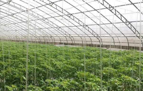 西红柿冬天温度管理技巧「冷天番茄怎么管理种植呢视频」 西红柿冬天温度管理技巧「冷天番茄怎么管理种植呢视频」 番茄种植技巧