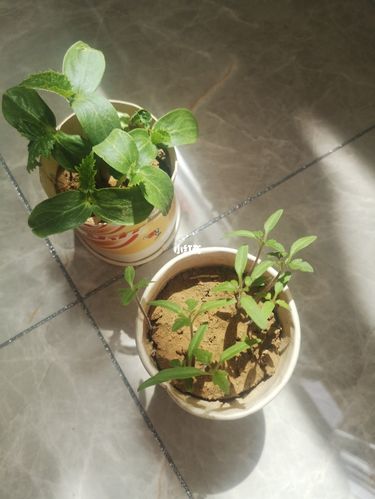 西红柿不长苗是怎么回事「麦茬番茄种子怎么种植视频」 西红柿不长苗是怎么回事「麦茬番茄种子怎么种植视频」 种植技巧
