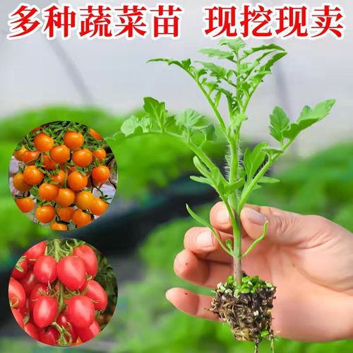 芹菜和西红柿能在一个棚里种吗「番茄幼苗芹菜怎么种植视频」 芹菜和西红柿能在一个棚里种吗「番茄幼苗芹菜怎么种植视频」 土壤施肥